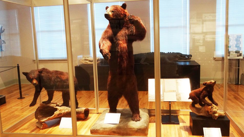 The natural history gallery: a standing American black bear and two smaller bears mounted in a glass case, with interpretive labels at the base.