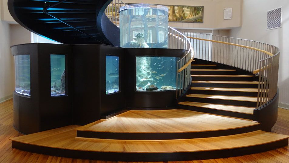 The freshwater aquarium in the museum atrium: a tall curved acrylic tank set into a dark base, wrapped by a curving staircase with a brass rail.