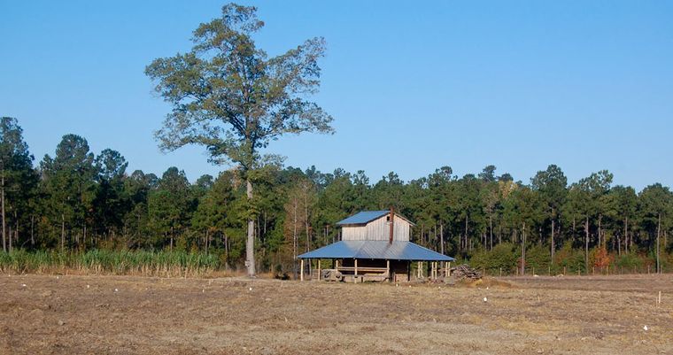 The tobacco barn standing alone at the edge of a bare field, a single tall pine beside it.