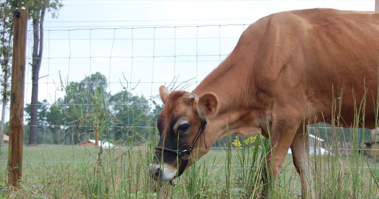 A Jersey cow with a halter grazing beside a wire fence in the farm pasture.