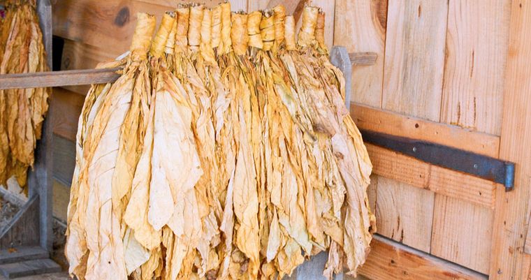 Bundles of cured golden tobacco leaf hanging in tight rows against the boards of the tobacco barn.