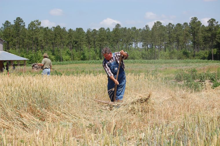 A man cutting and shocking grain by hand in a broad field, with the farm buildings and pine woods behind him.