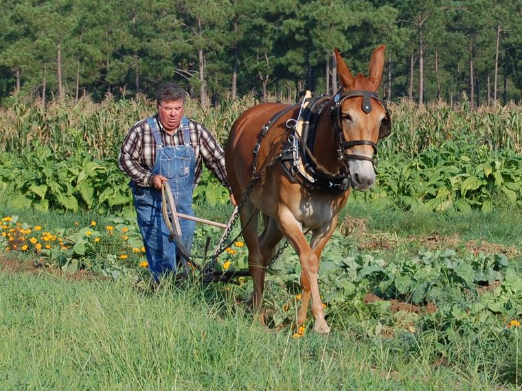 A farmer in a straw hat and overalls leads a harnessed mule along the edge of a tobacco field in full leaf.