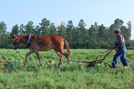 A man in overalls walks a chestnut mule down a green field behind a single-furrow plow, pine woods on the horizon.