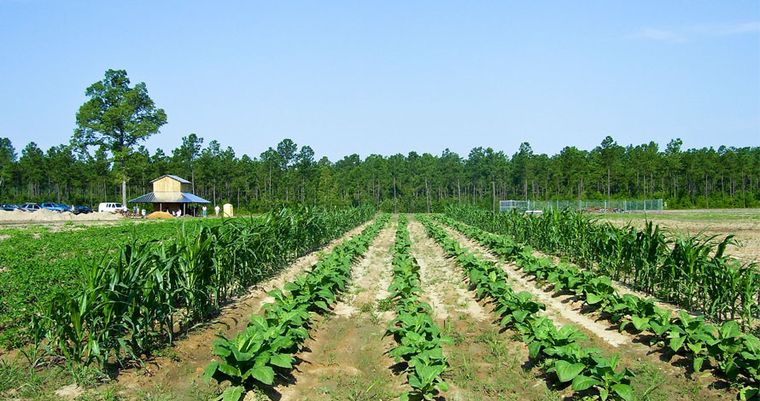 Rows of tobacco and corn growing in sandy soil, with the farm buildings small in the distance under a clear sky.