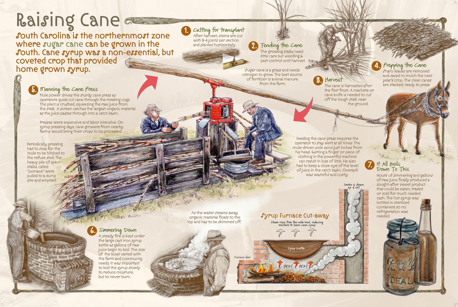 Illustrated interpretive panel, Raising Cane, showing seven numbered stages of growing sugar cane, a mule-driven cane press worked by two men, a syrup kettle simmering over a furnace, and a cut-away of the furnace beneath it.