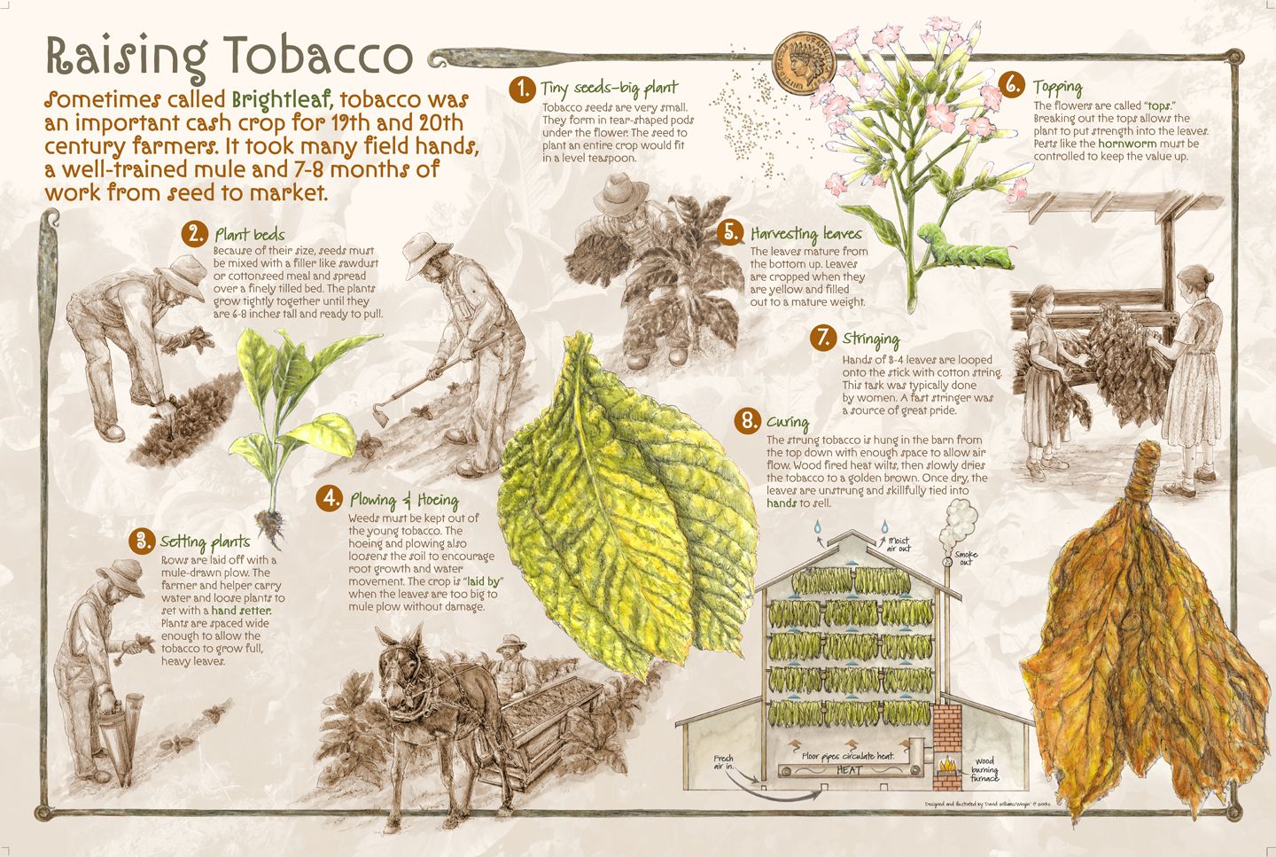 Illustrated interpretive panel, Raising Tobacco, showing eight numbered stages from tiny seeds and seed beds through setting plants behind a mule-drawn plow, topping the flower, harvesting and stringing leaves, to curing them in a barn.